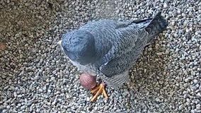 1st peregrine falcon eggs of season laid at We Energies nest box