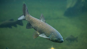 Wisconsin fish dealer convicted, selling invasive carp