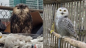 Snowy owl rehabilitated, released back into wild