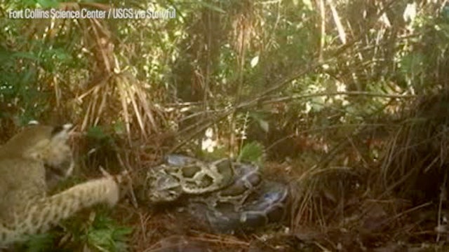 Watch: Trailcam spots python defending eggs from hungry bobcat