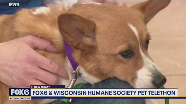 Wisconsin Humane Society’s annual telethon to benefit homeless animals