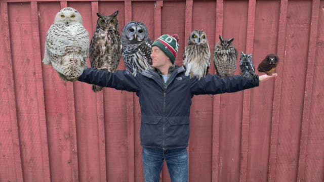 Help save Wisconsin's owls
