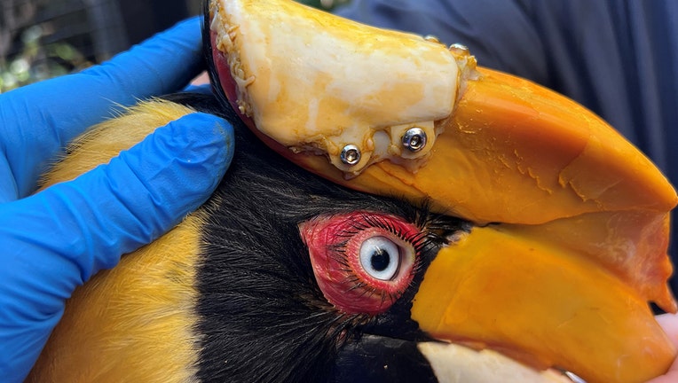 great-hornbill-3d-zootampa-2.jpg