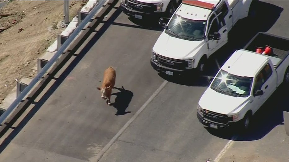 Cow on freeway