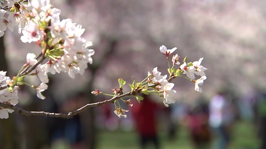 CherryBlossoms-4.jpg