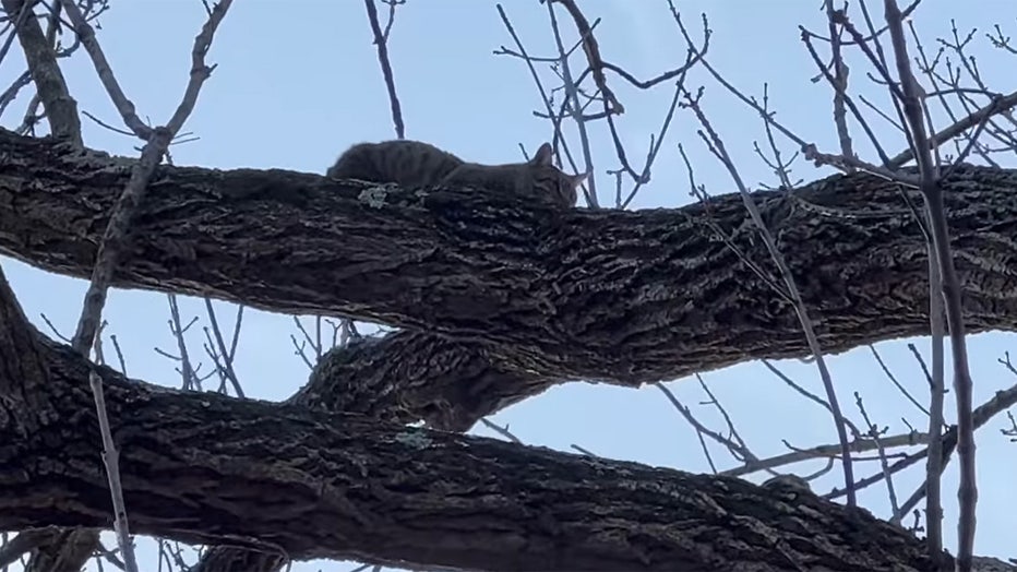 cat-in-tree.jpg