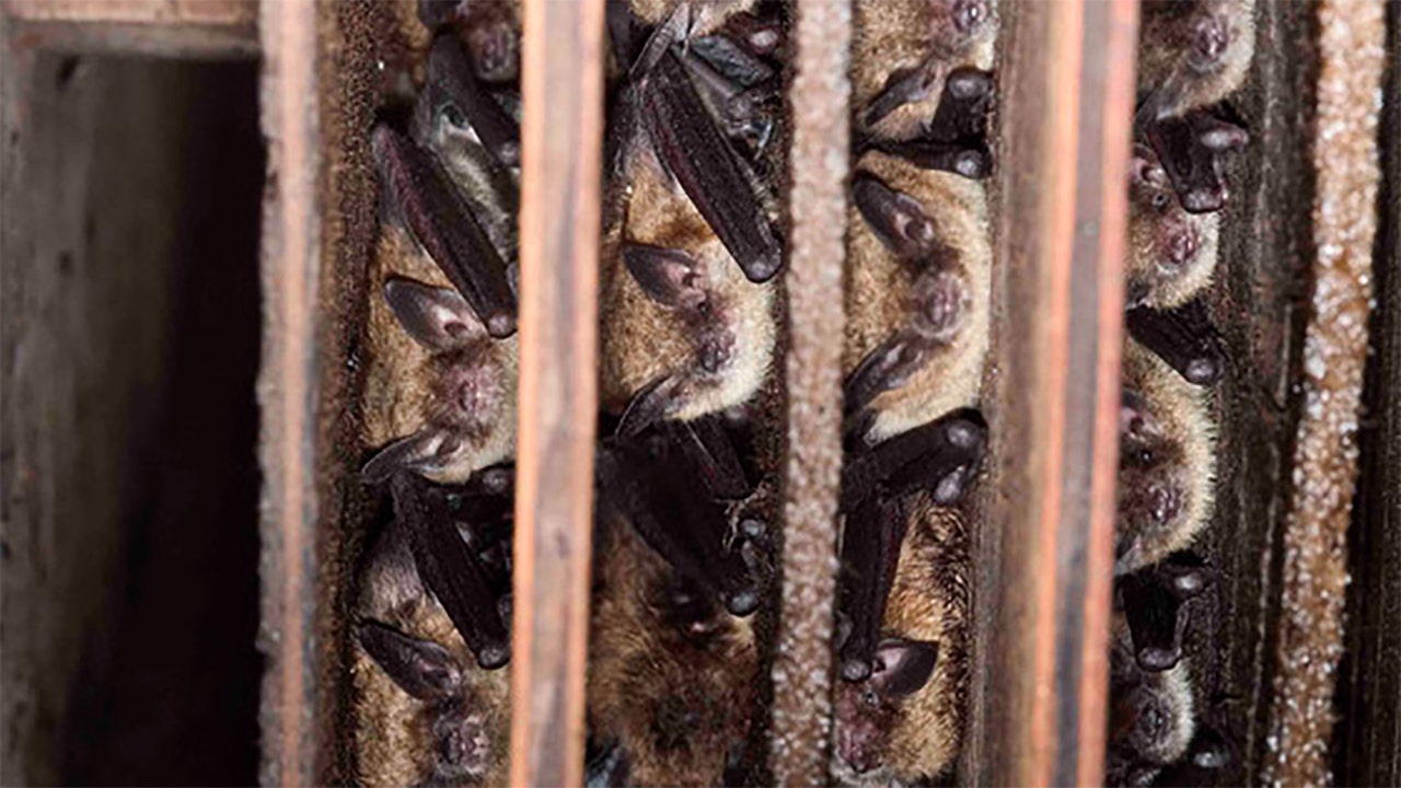 Wisconsin DNR Bat Hibernation Ending This Spring Keep An Eye Out   A1 7 