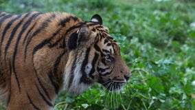 3 Sumatran tigers killed by animal traps as worldwide numbers dwindle to 400