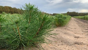 Wisconsin DNR tree seedlings sale, Arbor Day approaching