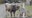 Captured on camera: Runaway bull batters mailbox