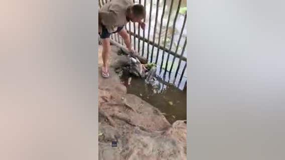 Video shows man saving goose from python's coils