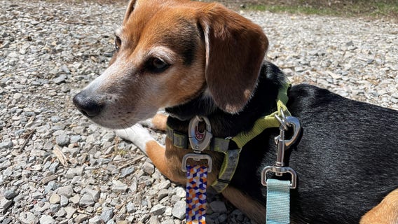 Missing Dodge County dog found in Whitefish Bay: 'A miracle'