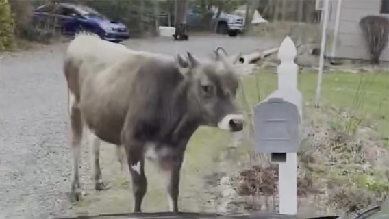 Captured on camera: Runaway bull batters mailbox