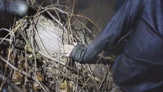 Glendale pursuit ends in Milwaukee River, driver 'on the swim team'