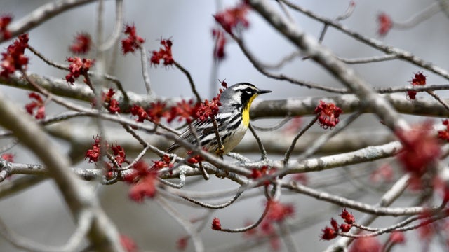 Warblers, other migratory birds returning to Wisconsin