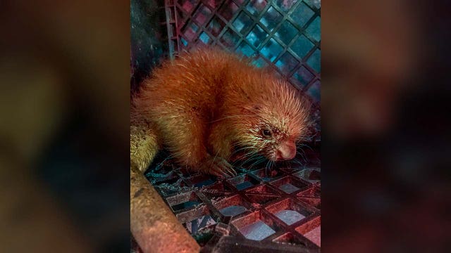 Milwaukee County Zoo announces porcupine birth