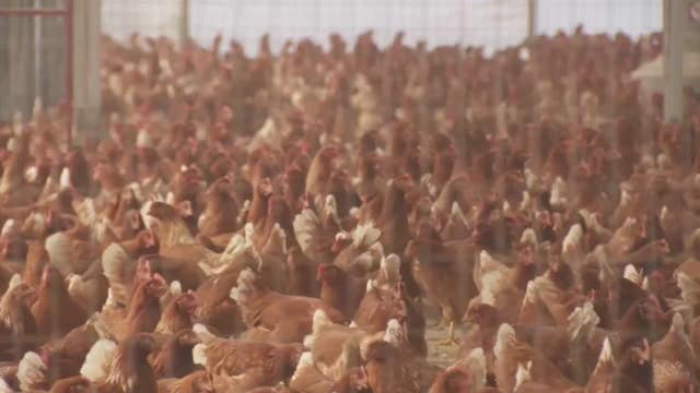 Bird flu identified in Racine County; backyard poultry flock