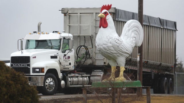 Wisconsin poultry shows, exhibitions suspended; avian flu concern