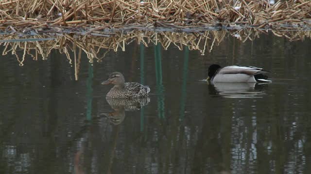 Schlitz Audubon Nature Center: 'Every single day there's something new'