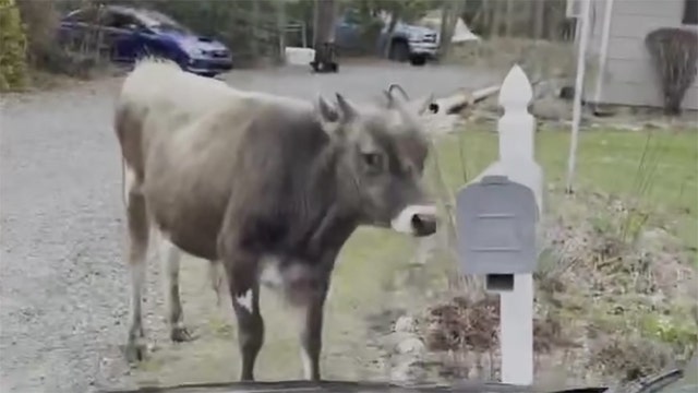 Captured on camera: Runaway bull batters mailbox