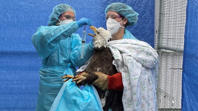 Bay View bald eagle tests 'presumed positive' for bird flu