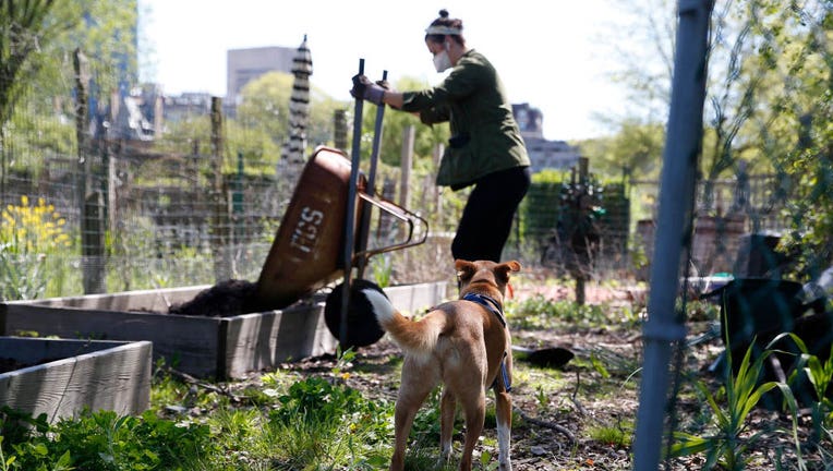 Fenway Victory Gardens