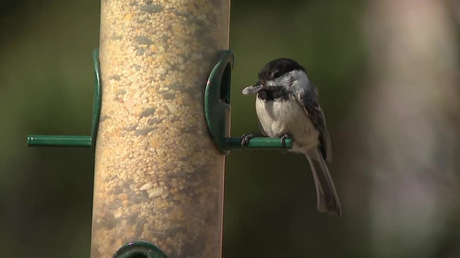 jefferson county bird feeders