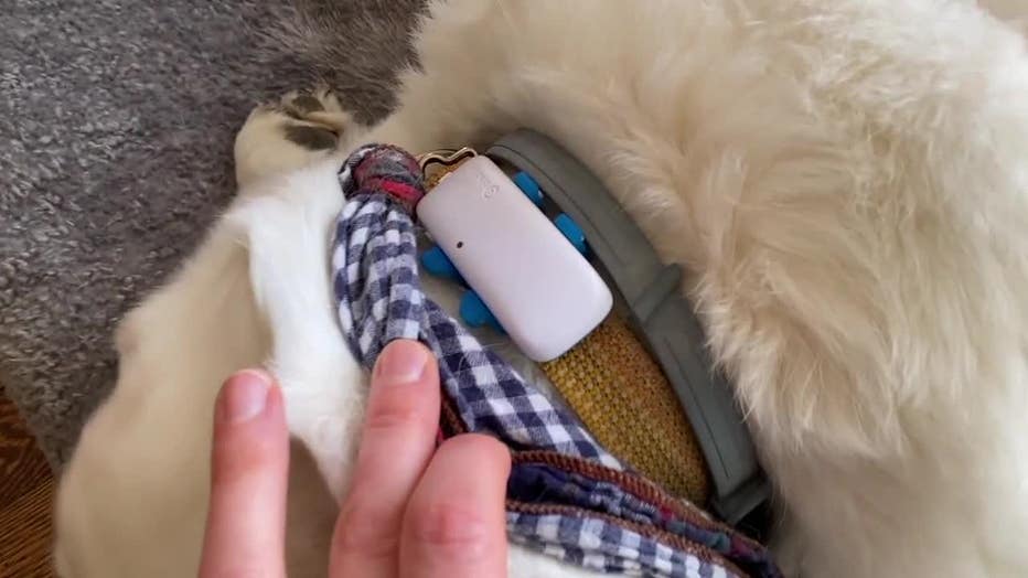 High tech tools for your pet