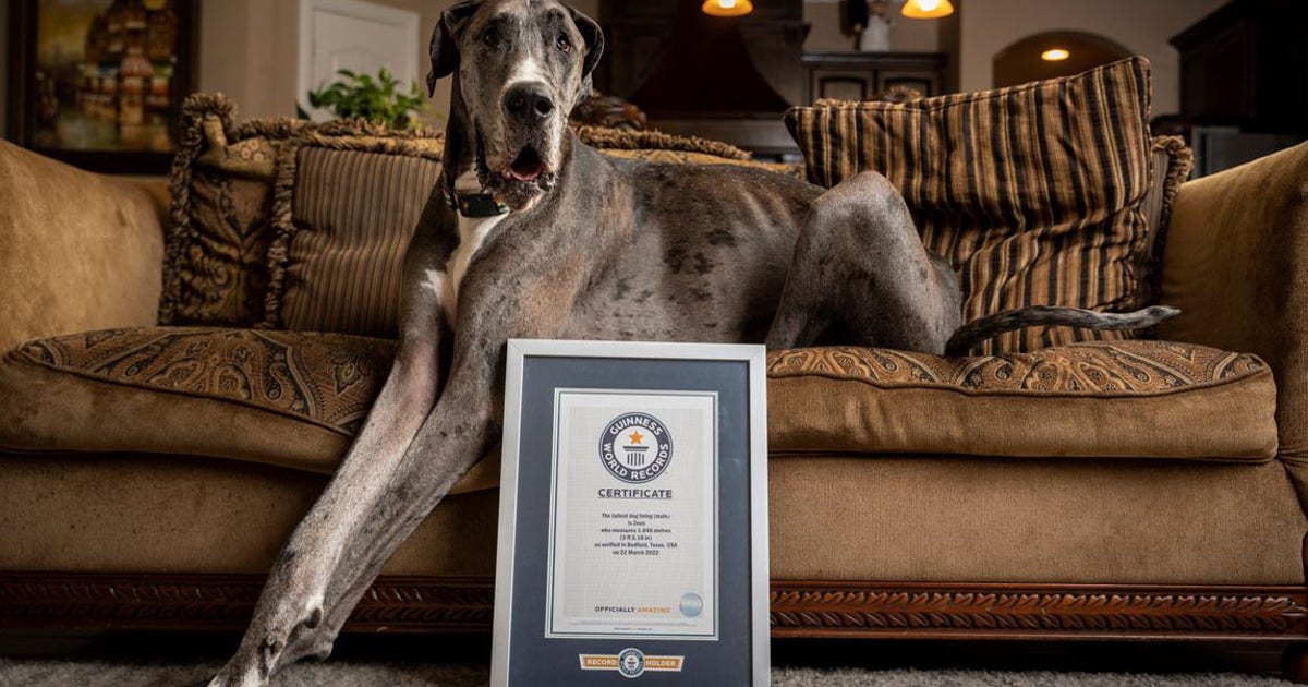 Guiness-Record-holding-dog.jpg
