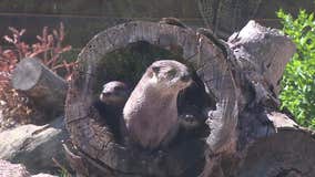 Milwaukee County Zoo otter pups debut to public