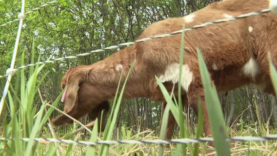 Goat landscaping in Elm Grove helps environment