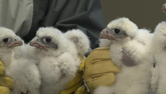 Peregrine falcon chicks banded, ID'd at We Energies power plant