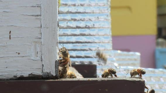 Marquette University bee research; see why scientists are buzzing