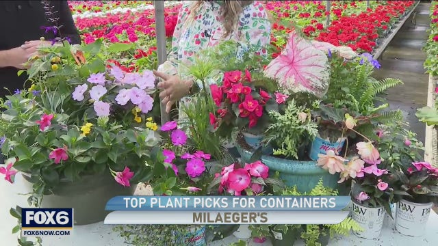 Yard lacking a pop of color? Milaeger’s has plenty of options