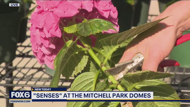 The Domes Spring Senses show