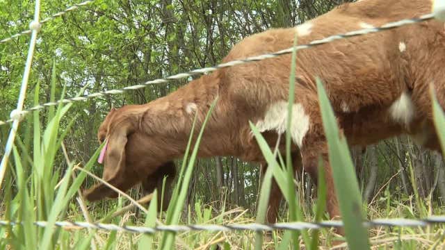 Goat landscaping in Elm Grove helps environment