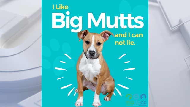 MADACC 'Big Mutts' dog adoption effort underway