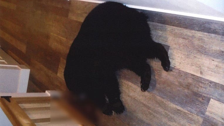 black-bear-dead