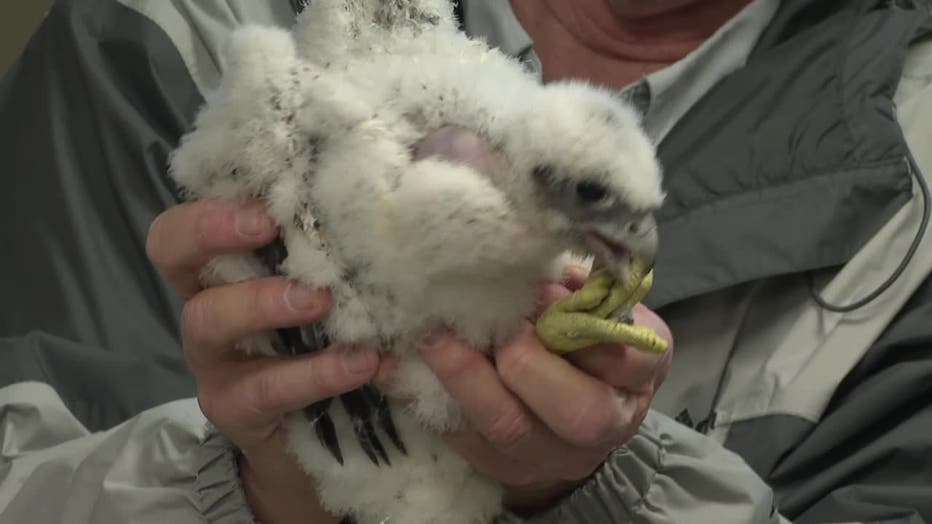 Peregrine Falcon Chicks Banded, ID'd At We Energies Power Plant | FOX6 ...