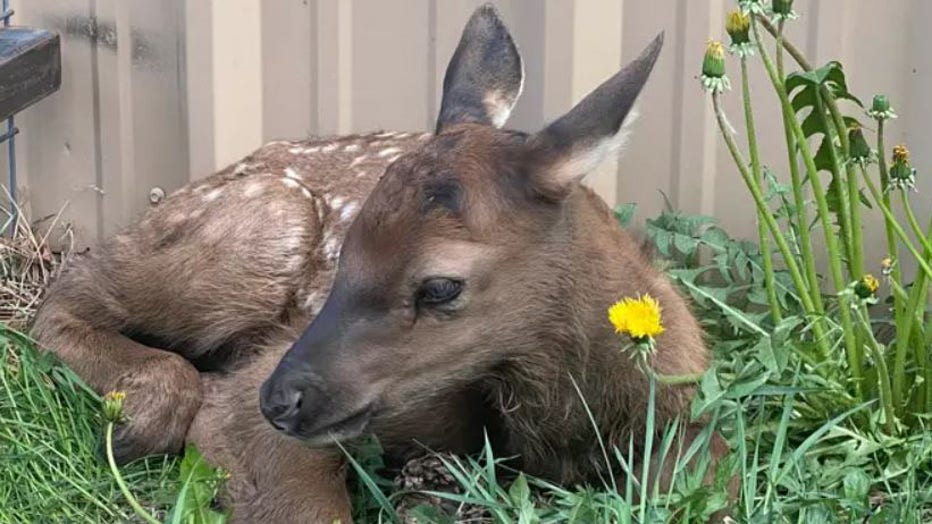 Safe-space-for-baby-elk.jpg