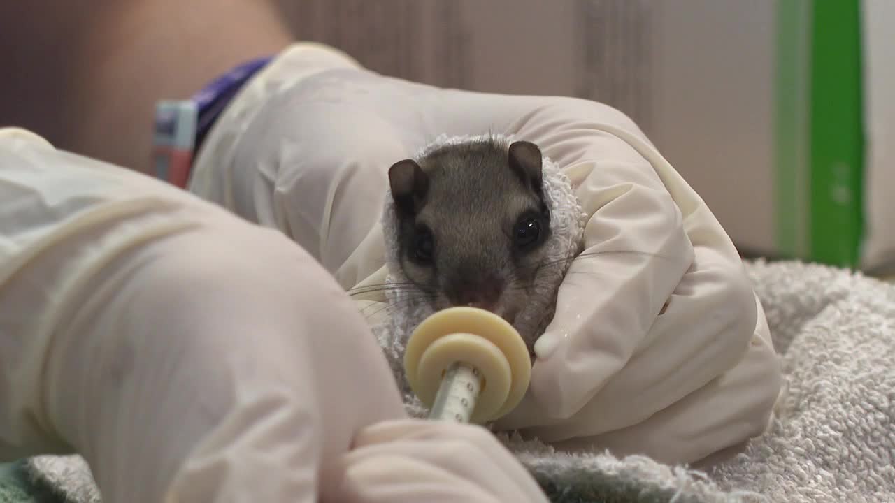 Wildlife care center temporarily shuts down, not taking new patients - Vimarsana News