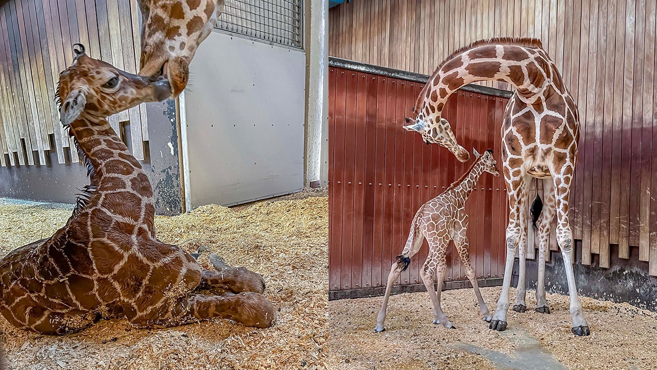 Milwaukee County Zoo: Giraffe born on May 27