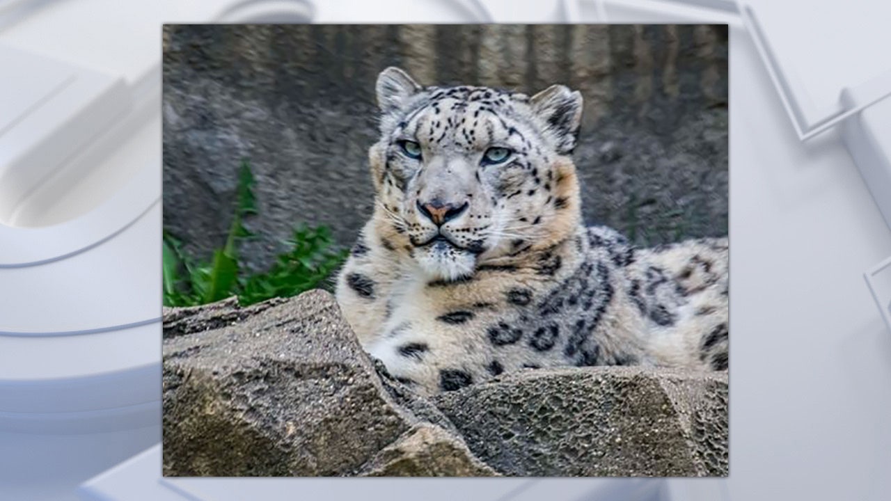 New Male Snow Leopard Makes Public Debut - Milwaukee County Zoo