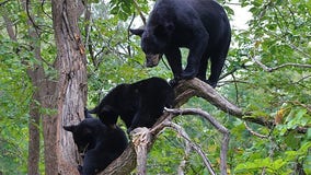 Wisconsin bear sightings, encounters increase during summer: DNR