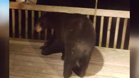 Waukesha County bear sightings: DNR says bears are looking for snacks