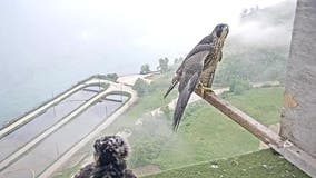 We Energies peregrine falcon chicks take 1st flights