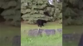 Video: Franklin black bear sighting near 60th and Ryan