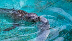 Milwaukee County Zoo: Harbor seal born on May 24