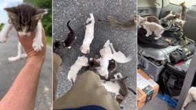 Driver spots tiny kitten on side of the road, ends up rescuing 13