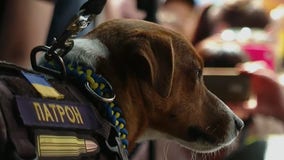 Meet Patron: Ukraine's bomb-sniffing hero pup